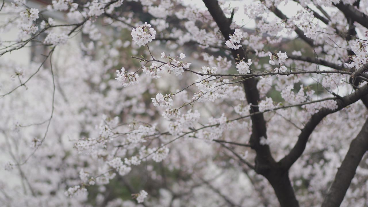 南京樱花