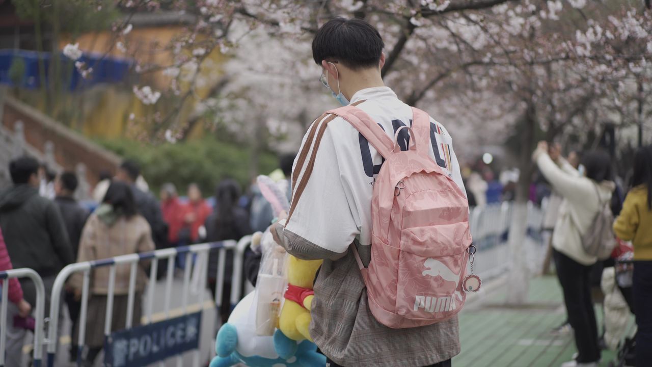 南京樱花