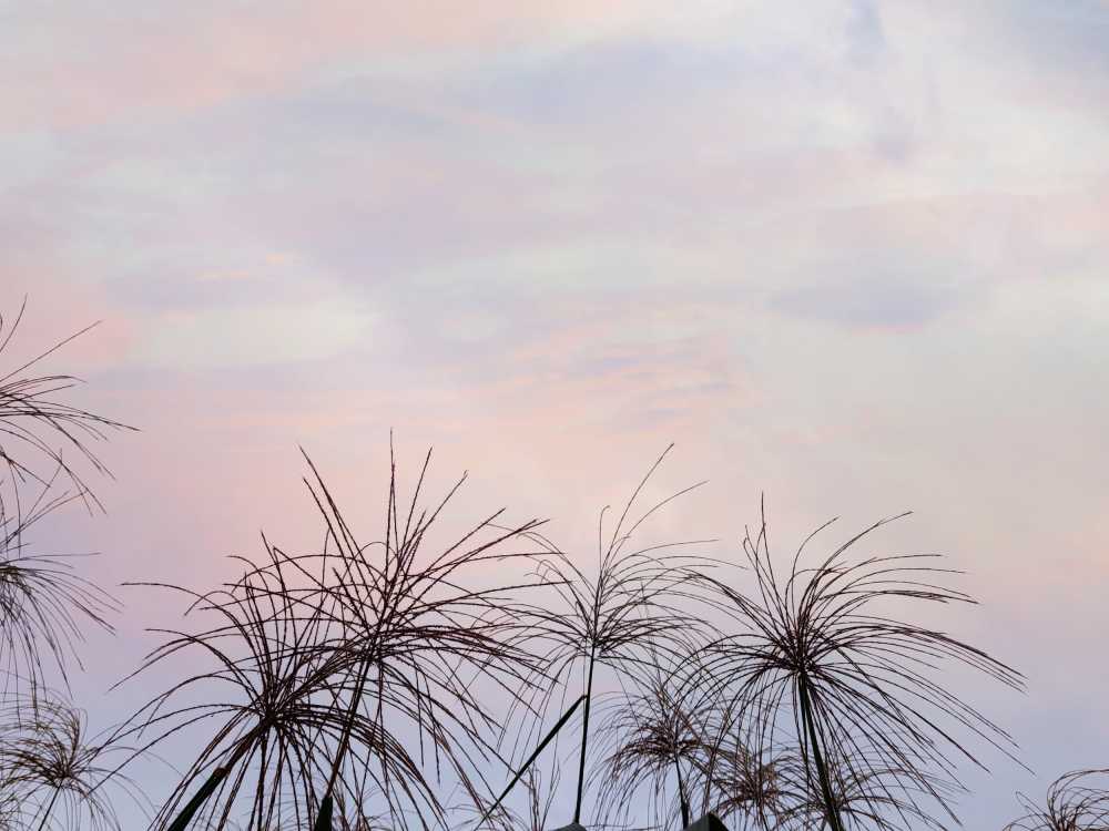 夕阳