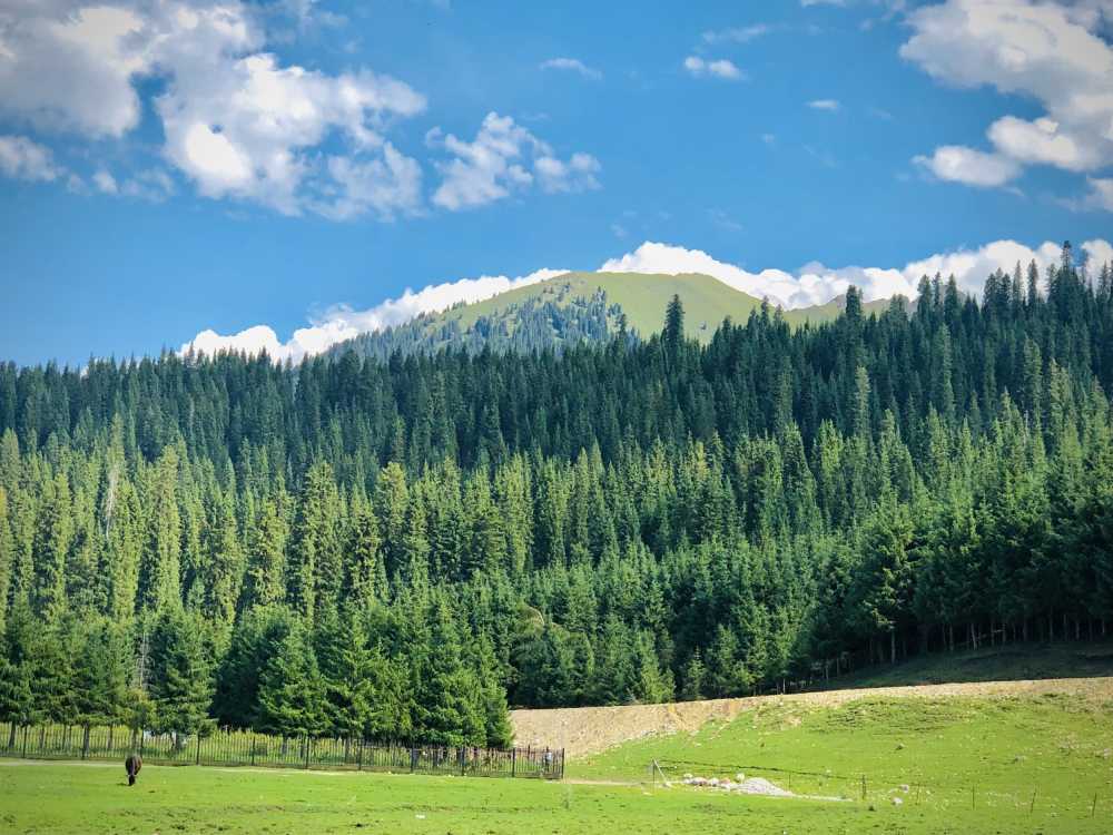 山
