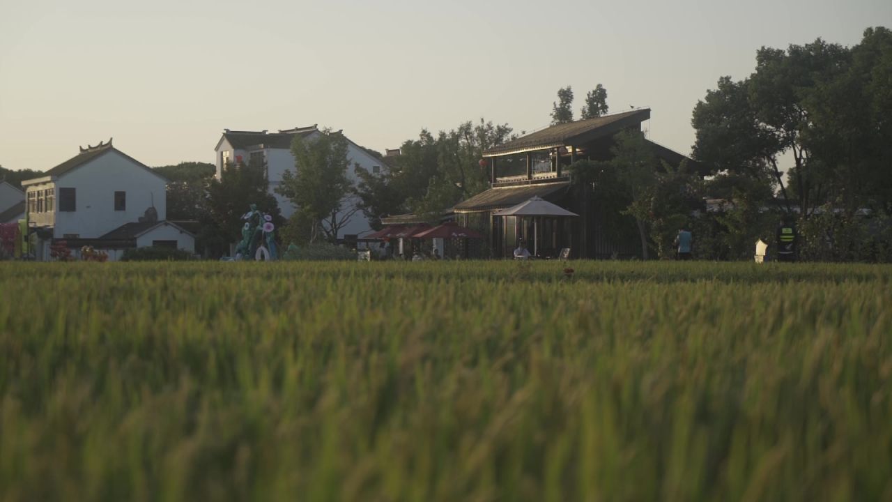 稻田