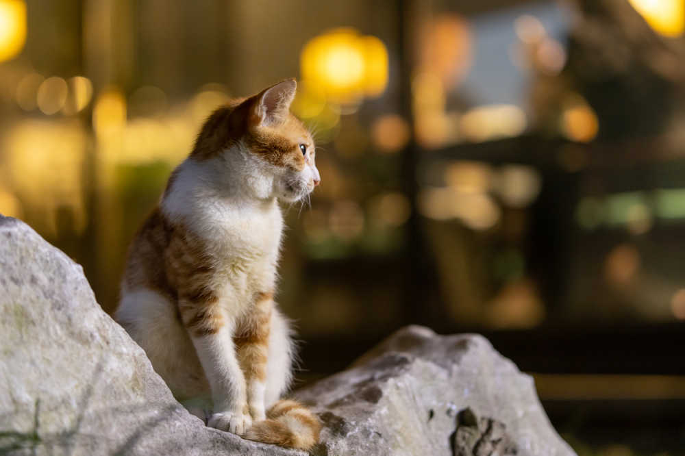 猫咪