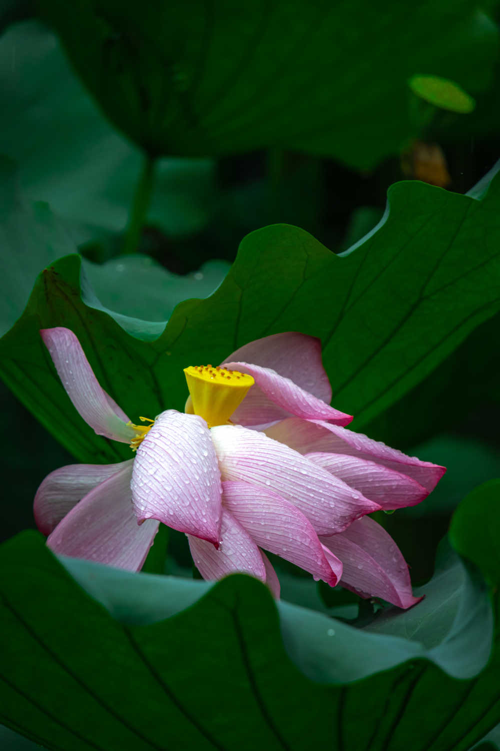西湖荷花
