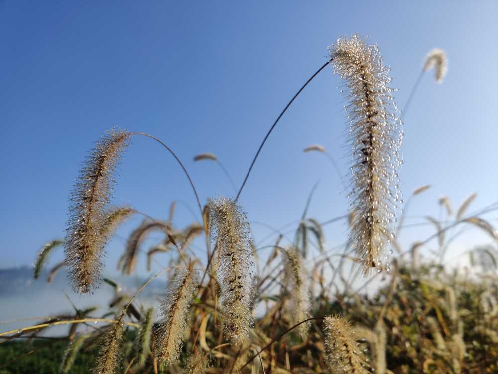 山野-野草