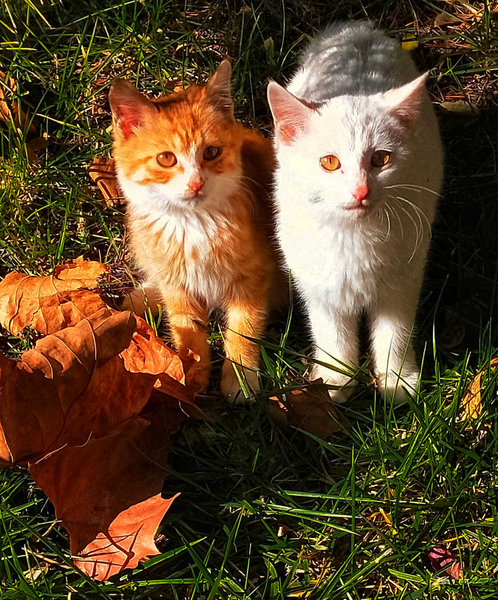 小猫