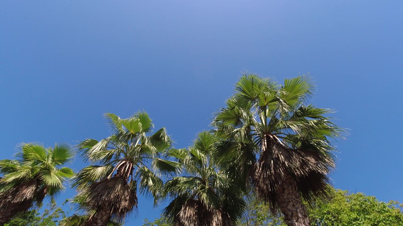 晴朗的天空，树荫底下