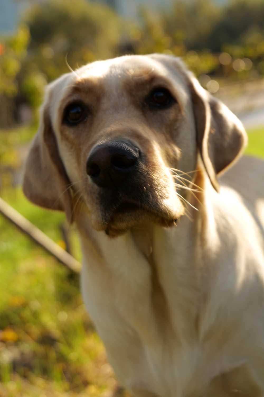 拉布拉多犬