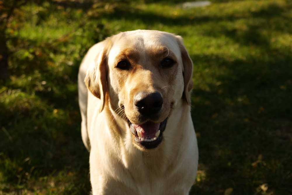拉布拉多犬