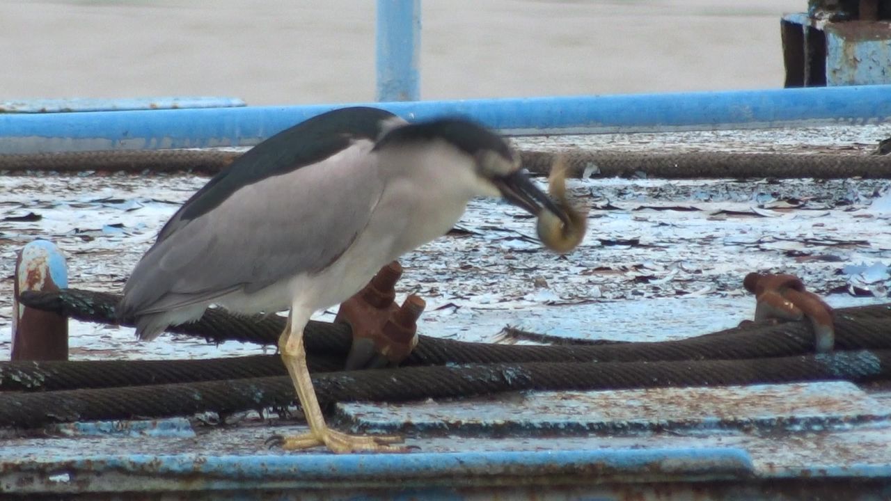 夜鹭食鳅