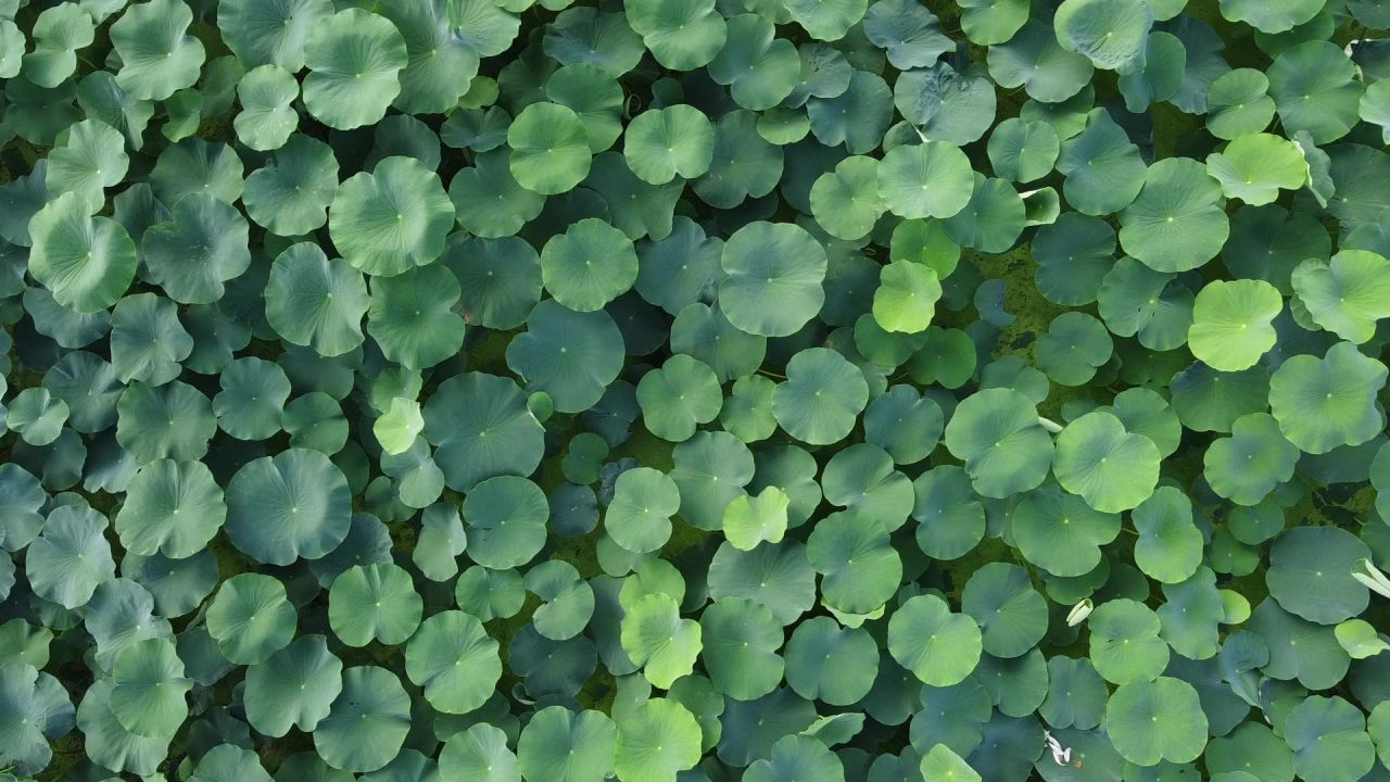 航拍荷花池