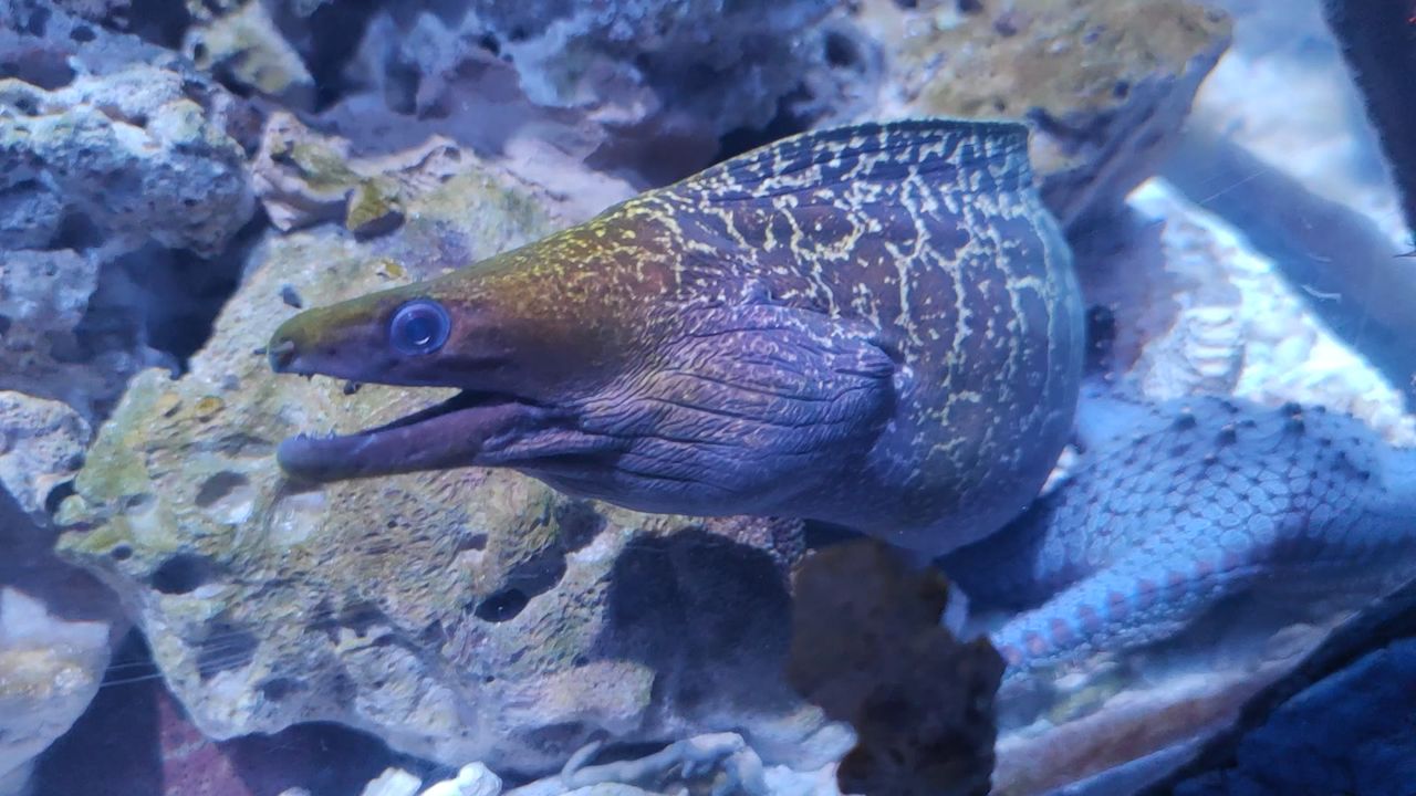海洋生物1