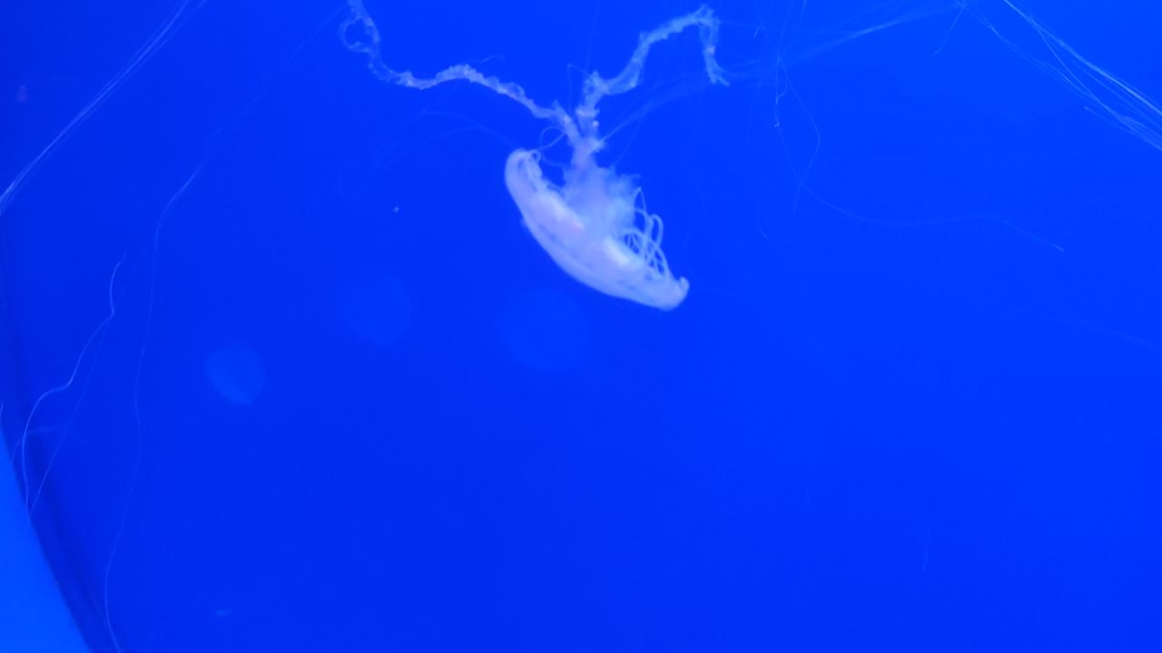 海洋生物4