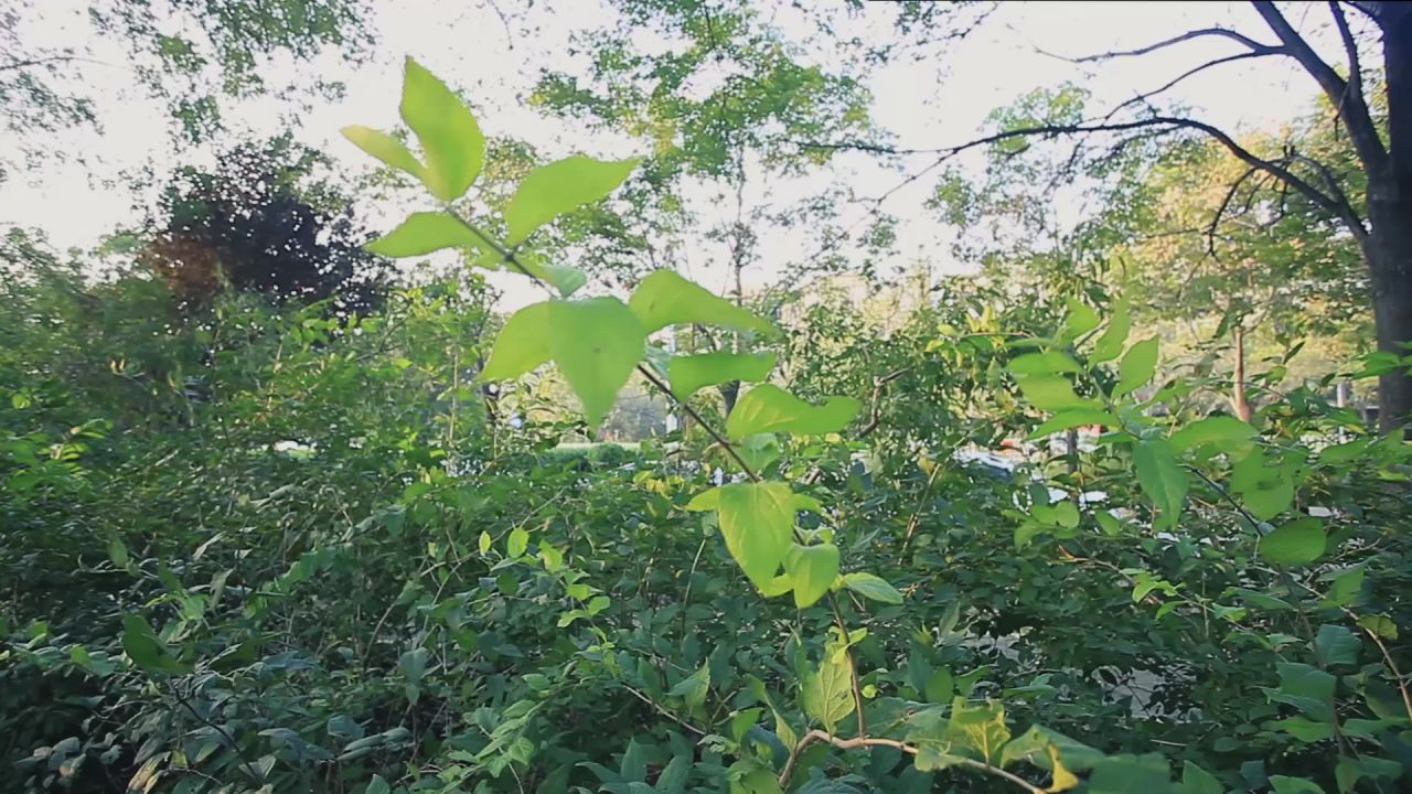 初秋的树叶