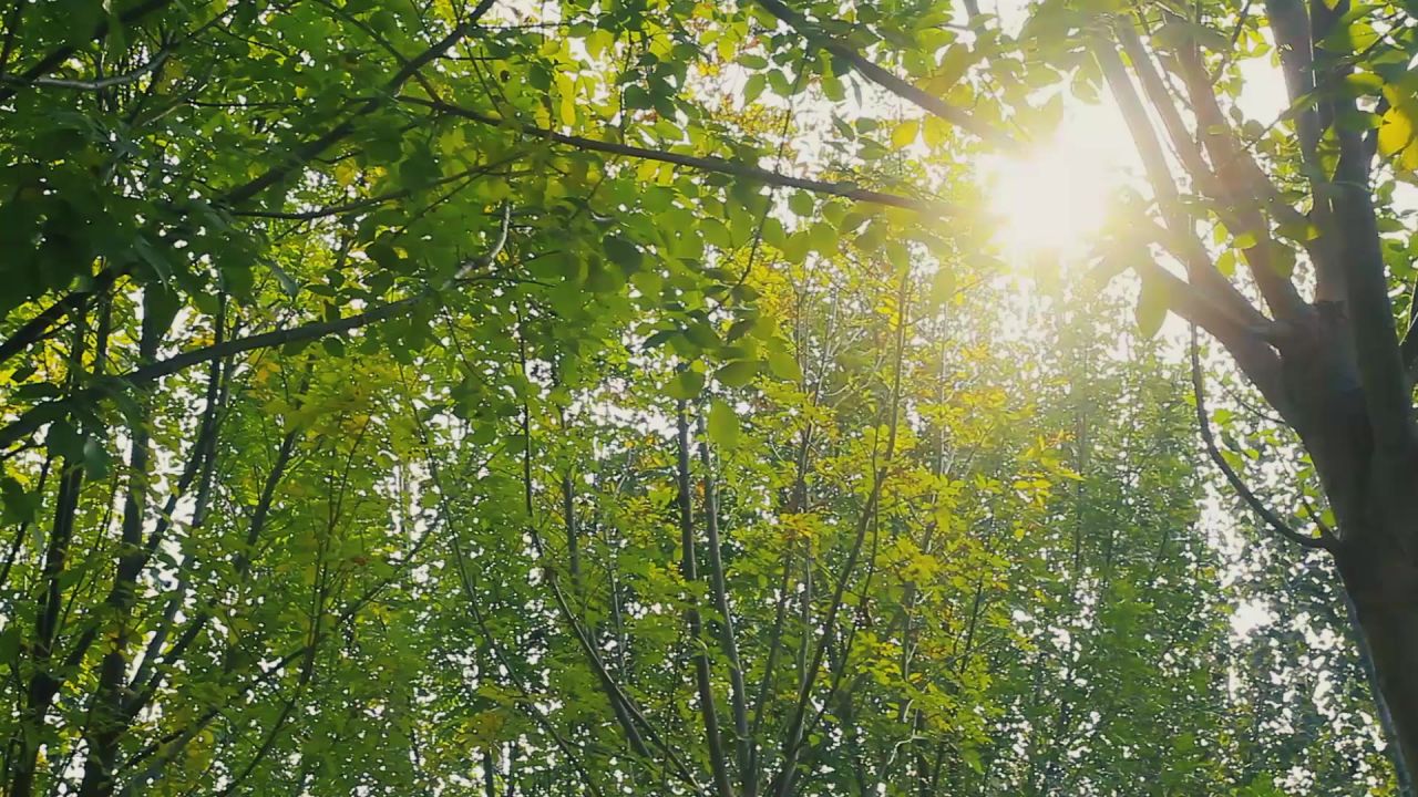阳光下的树林