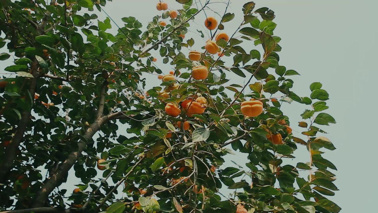柿子树