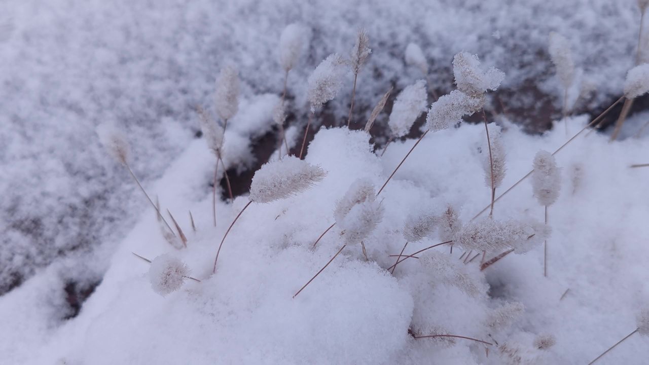 雪中小草