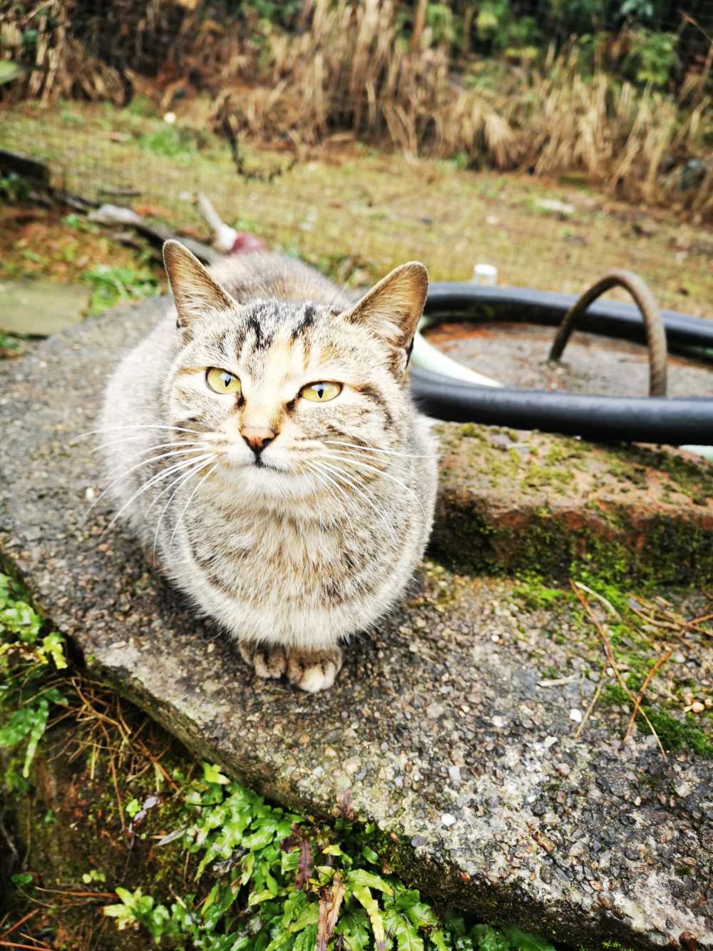 小猫
