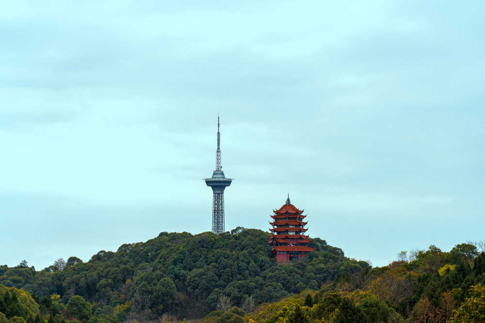 春日花开