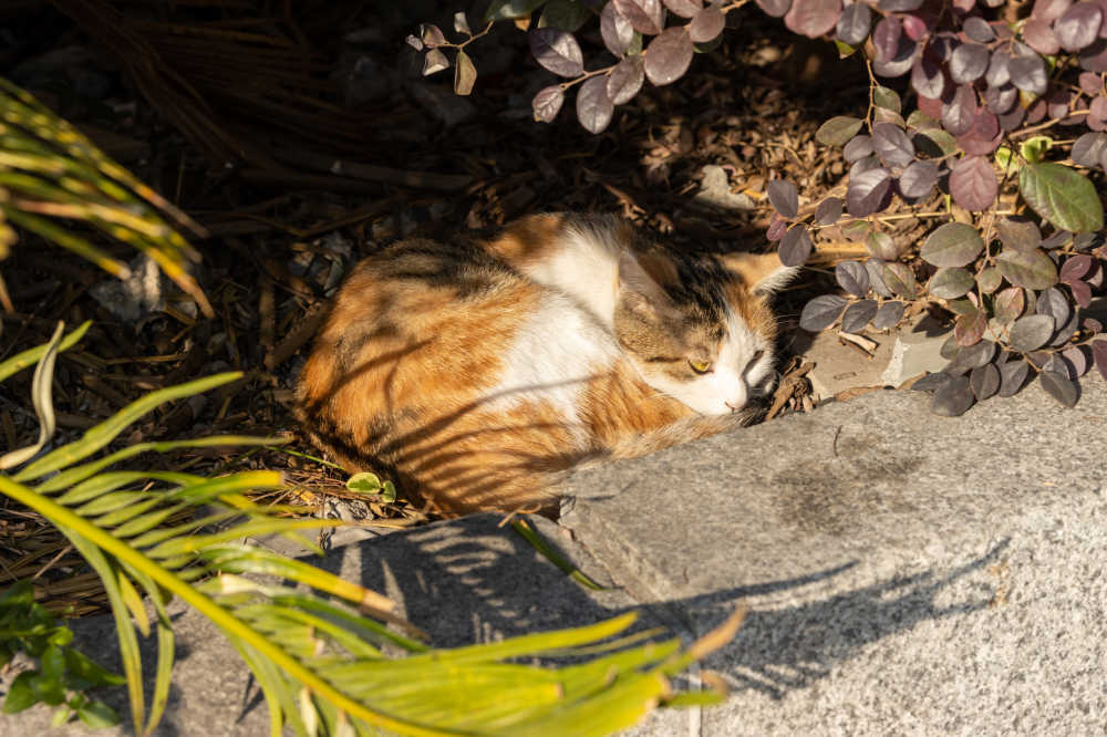 猫咪