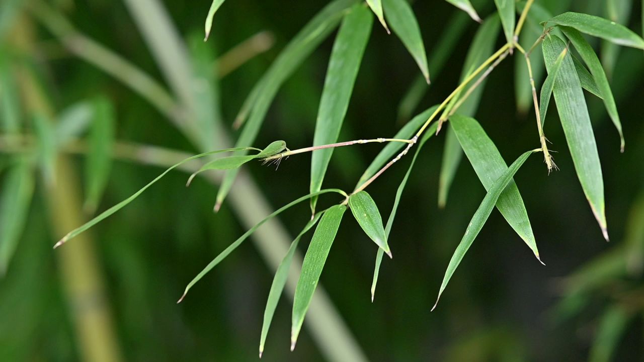 竹叶升格