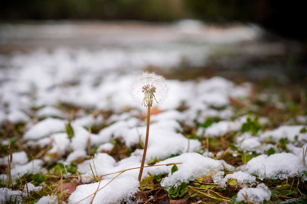 雪与蒲公英