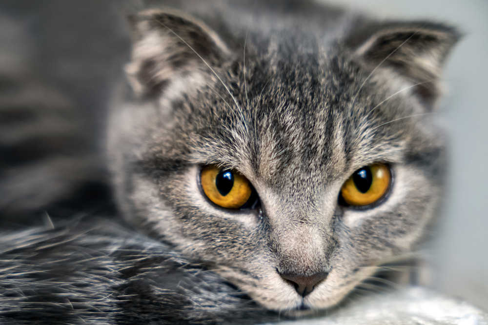 猫