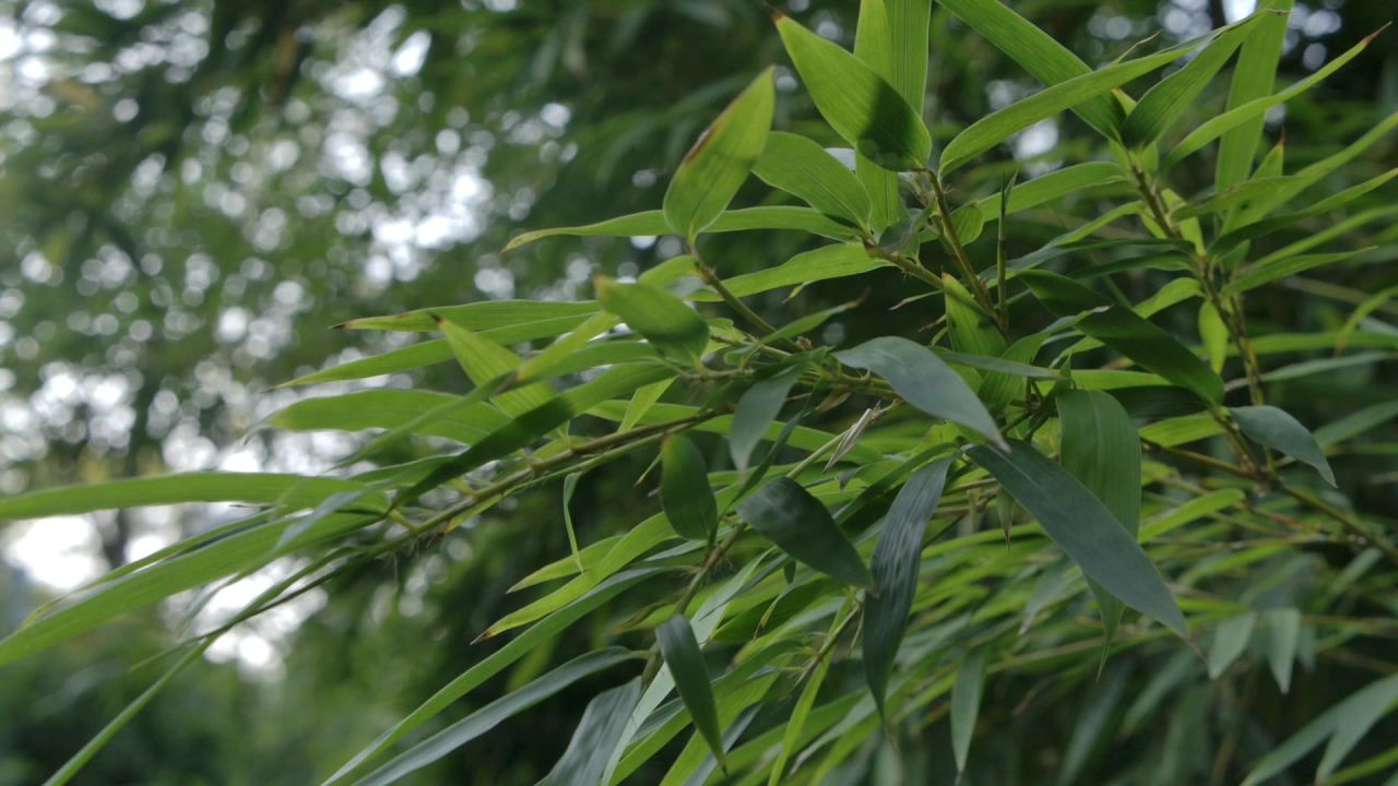 竹林 竹叶 移动镜头