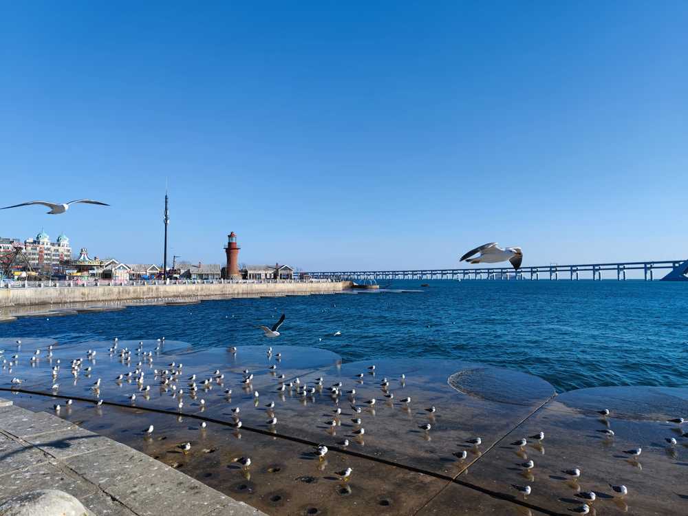 海鸥与灯塔