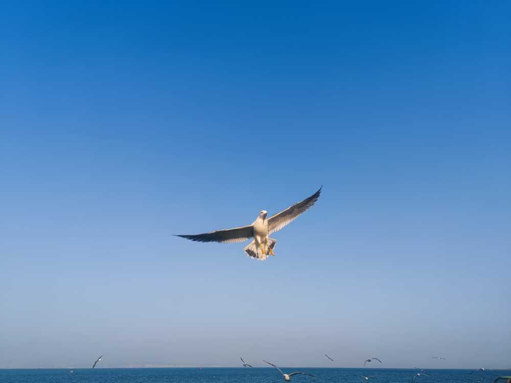 飞翔的海鸥