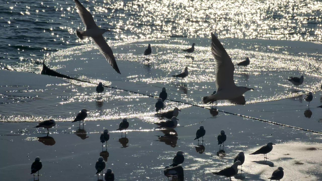海鸥飞翔