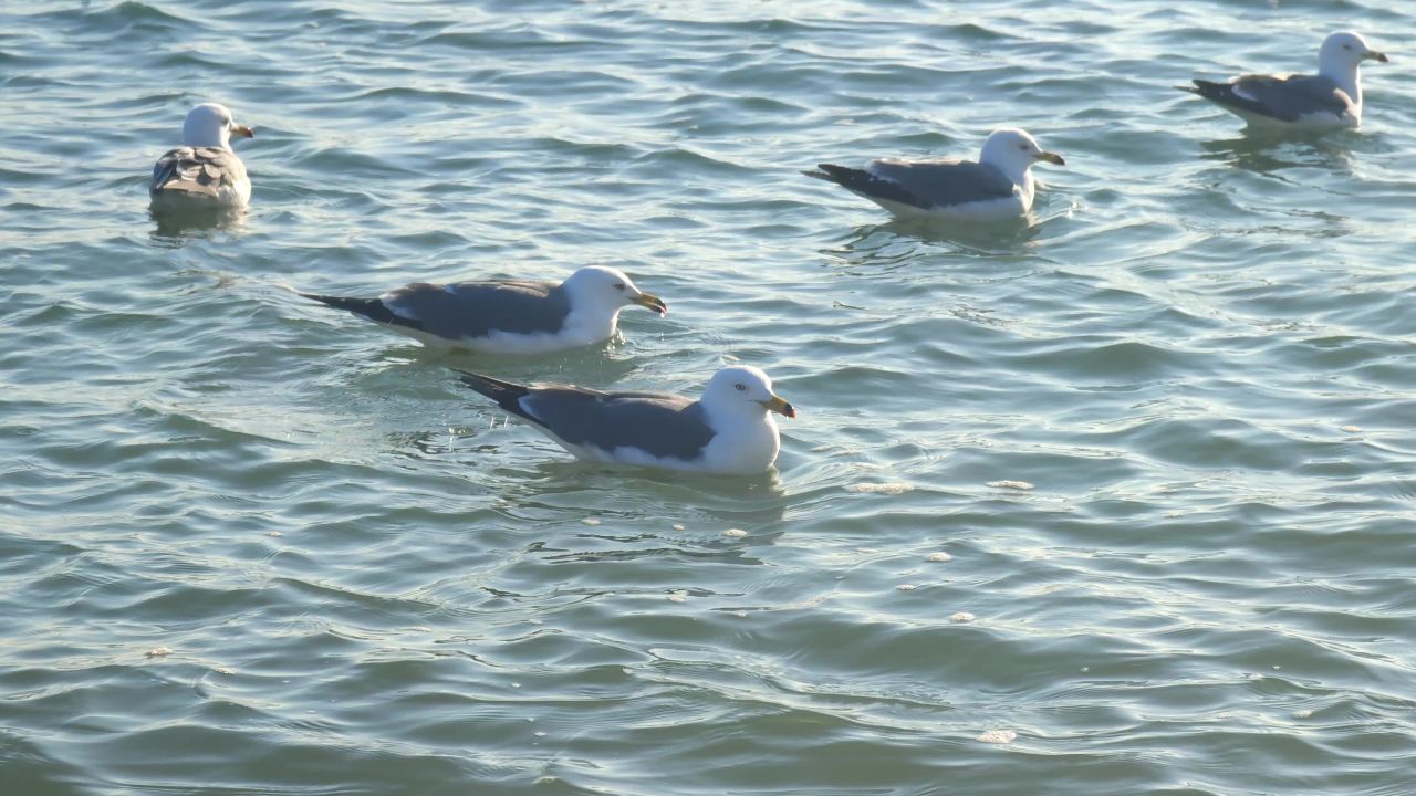 浮在海面上的海鸥