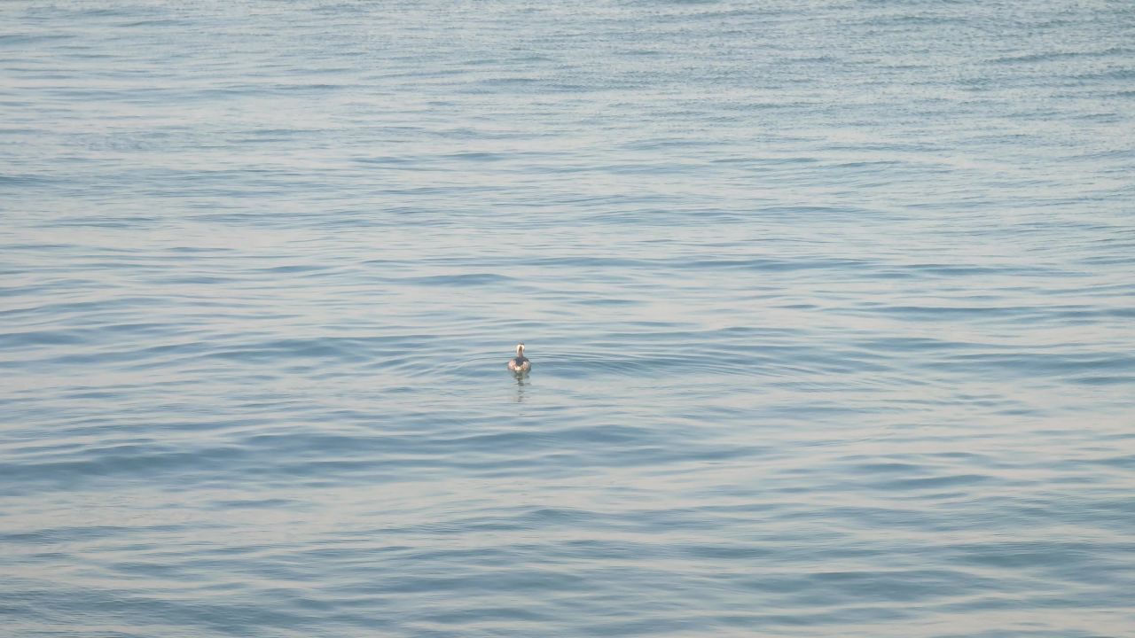水鸟