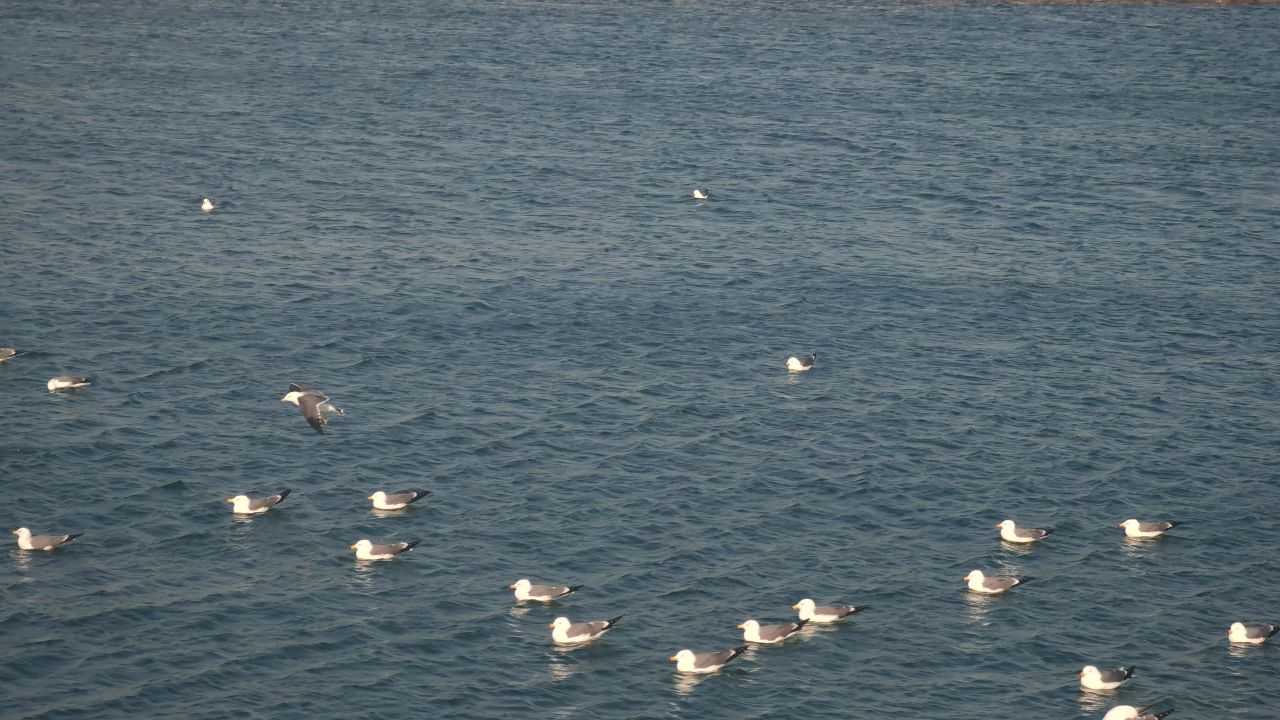 一群海鸥