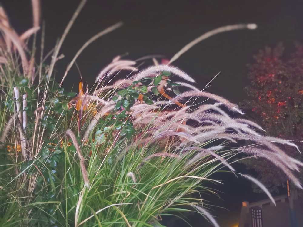 狗尾巴草