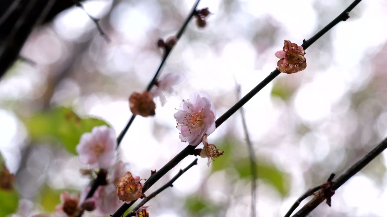 盛开的梅花