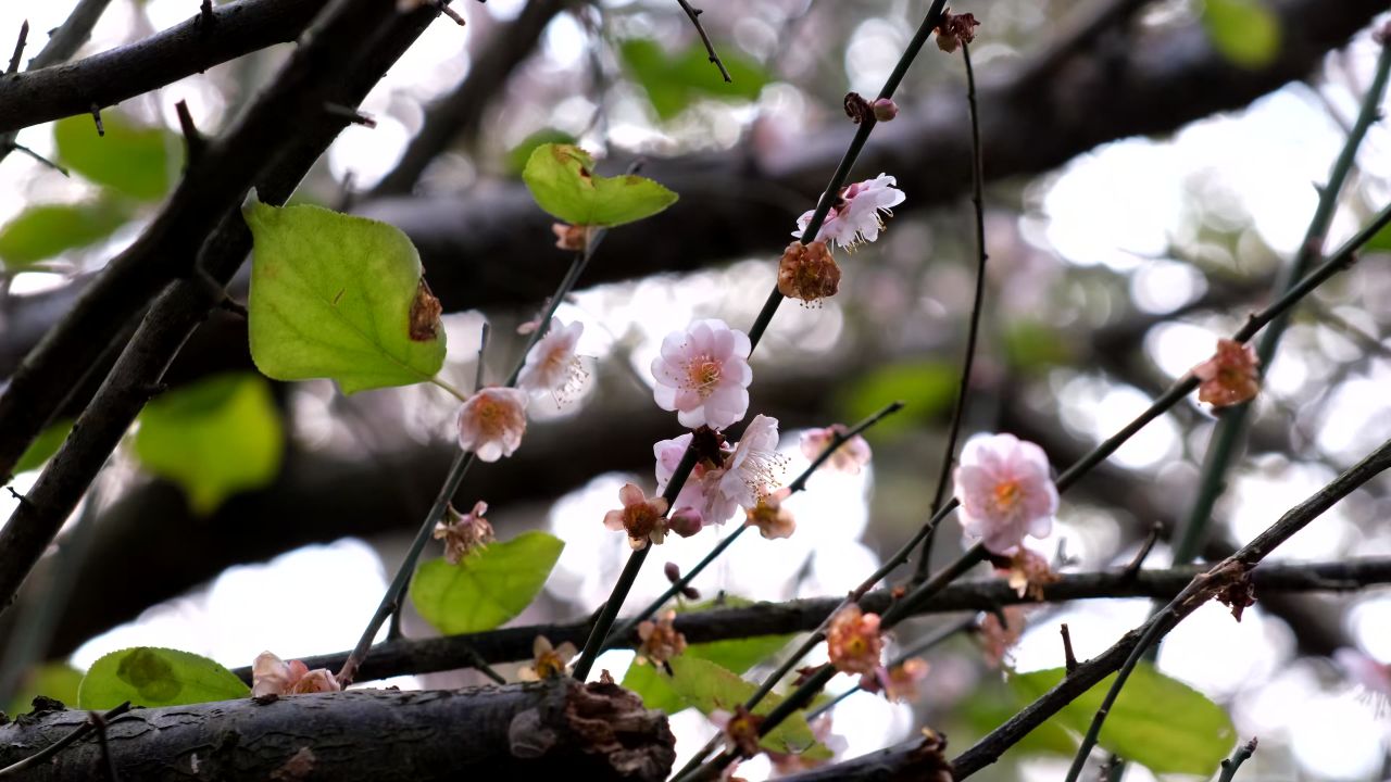 梅花开