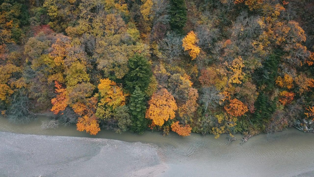 森林树林