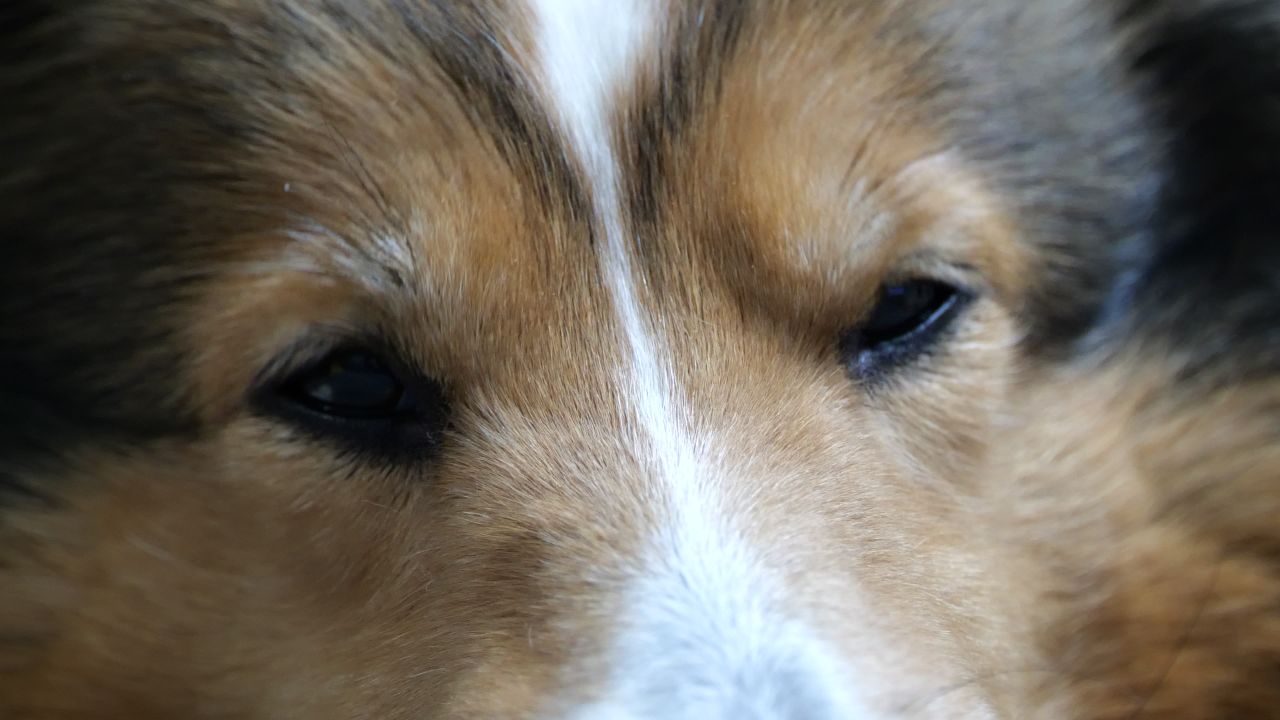 宠物狗 牧羊犬 喜乐蒂