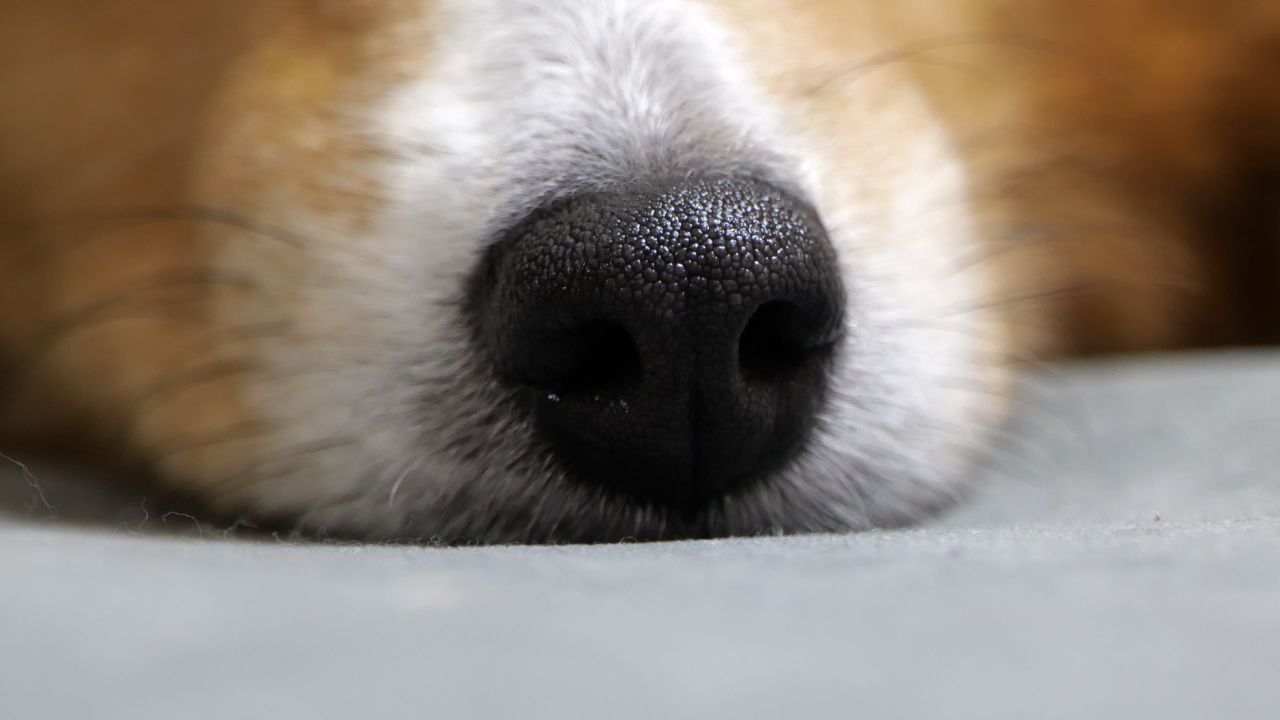 宠物狗 牧羊犬 喜乐蒂