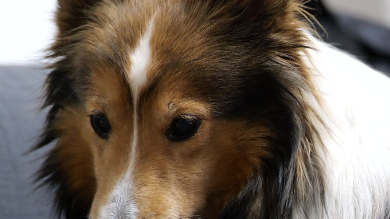 宠物狗 牧羊犬 喜乐蒂