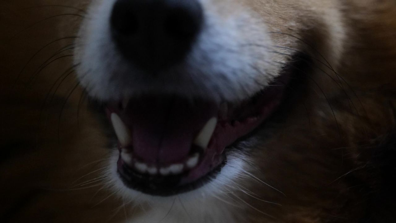 宠物狗 牧羊犬 喜乐蒂
