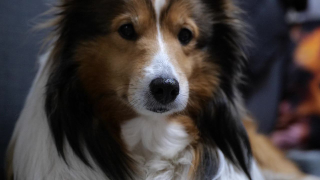 宠物狗 牧羊犬 喜乐蒂