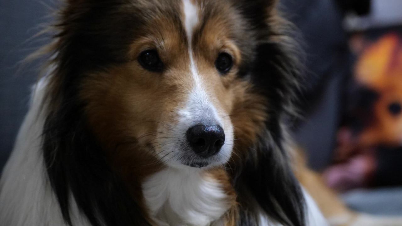 宠物狗 牧羊犬 喜乐蒂