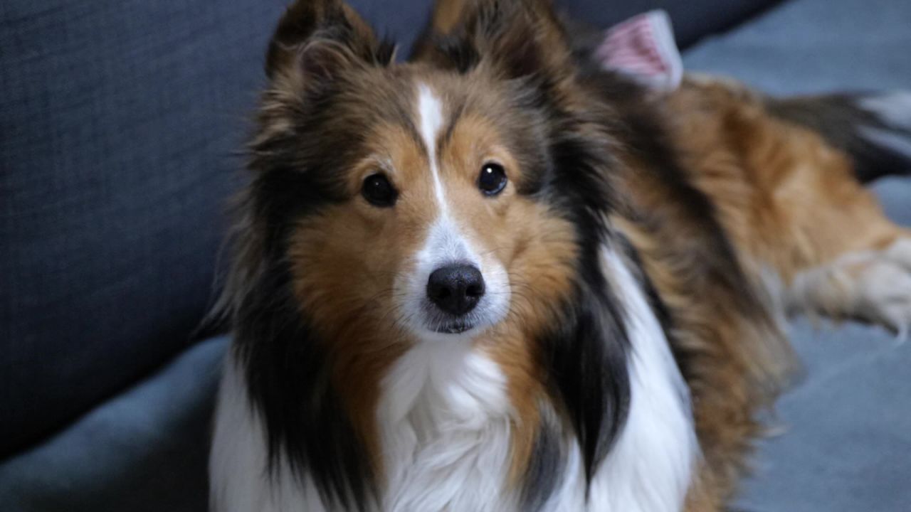 宠物狗 牧羊犬 喜乐蒂