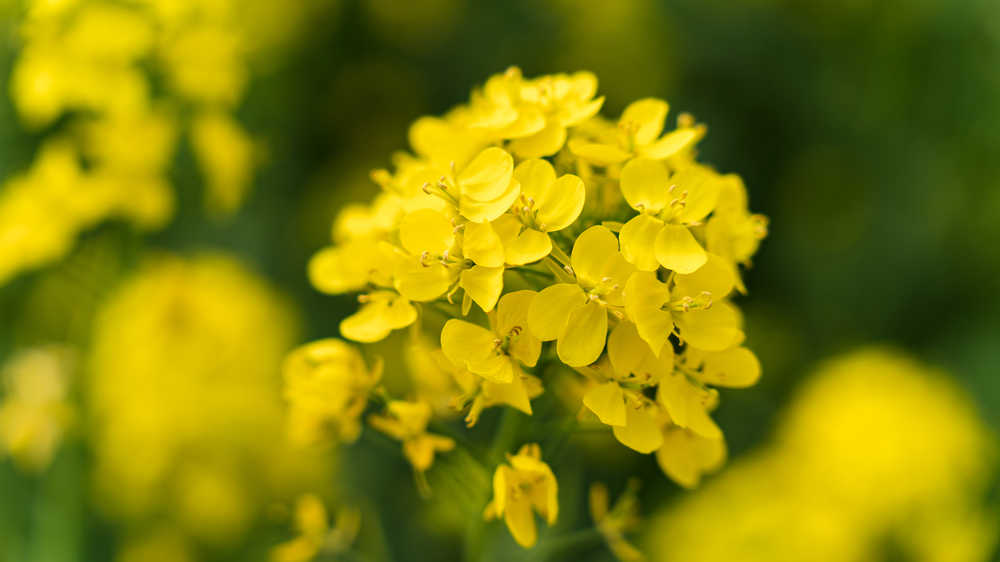 油菜花特写