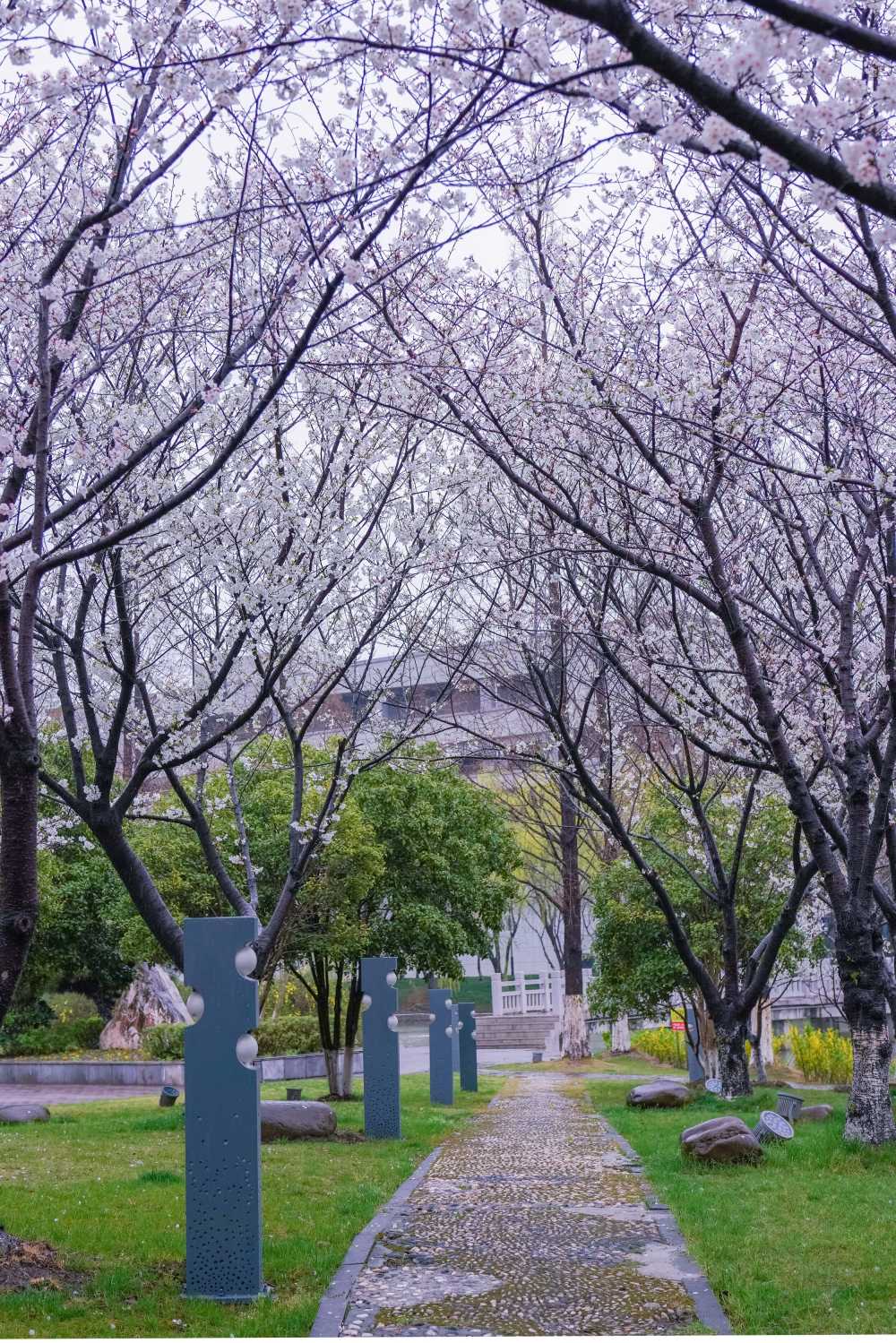 樱花季 1