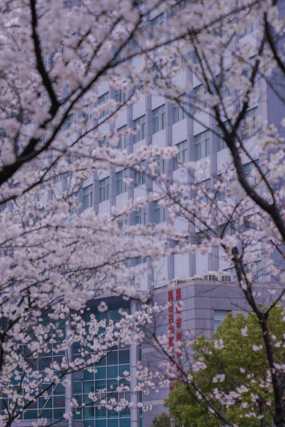 樱花季 3