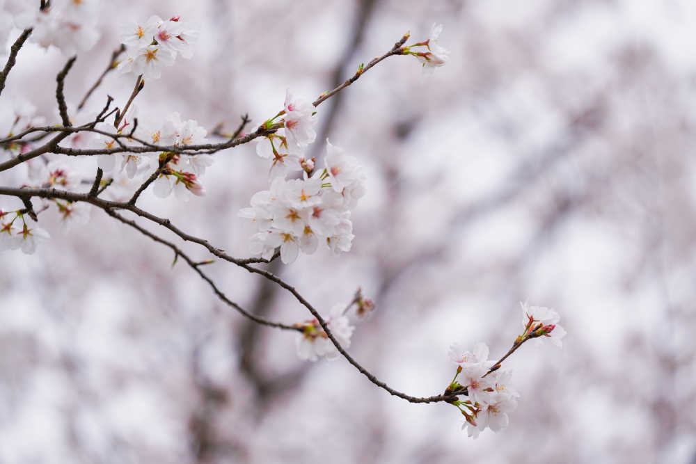 樱花季 10
