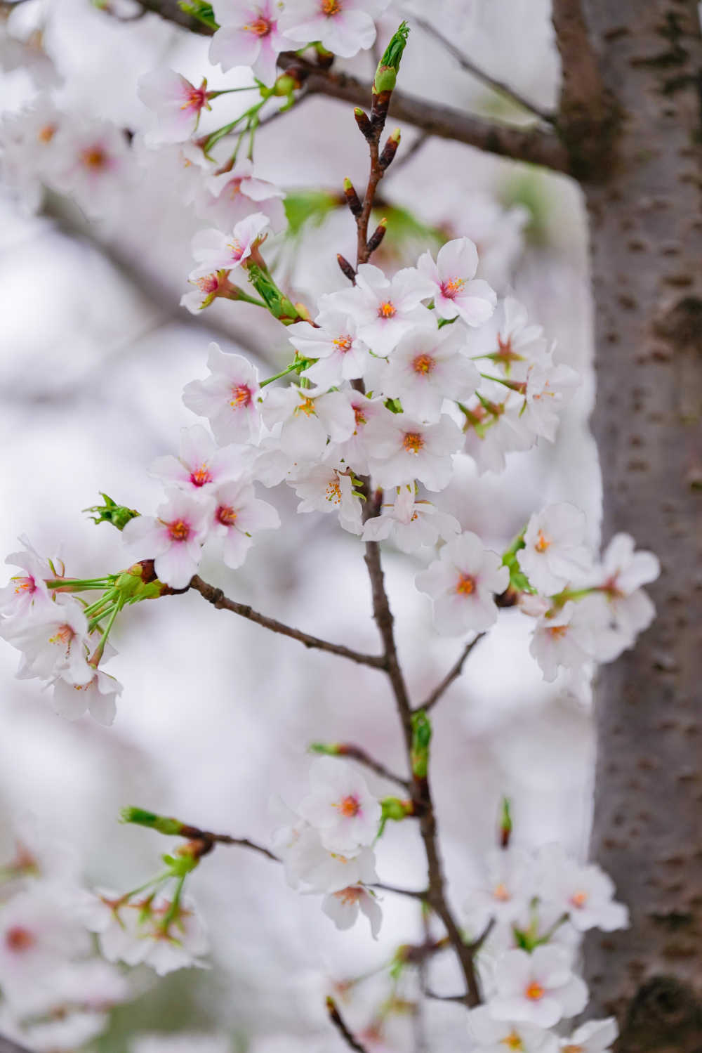樱花季 41