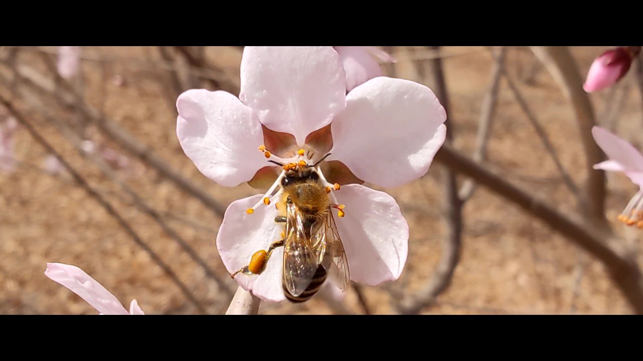 蜜蜂采蜜